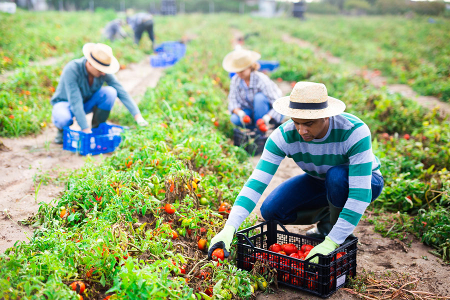 “Agricoltura di Qualità”: a Latina la rete sociale per sostenere la cultura della legalità nel settore